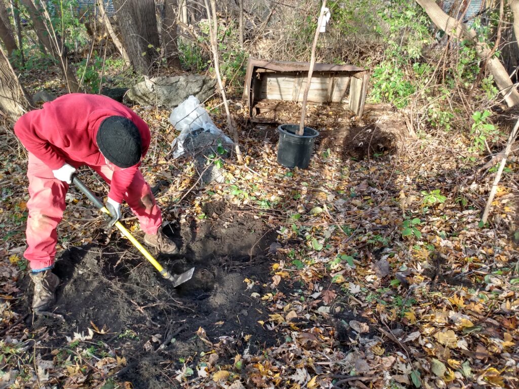 Removing a buckthorn plant by the roots